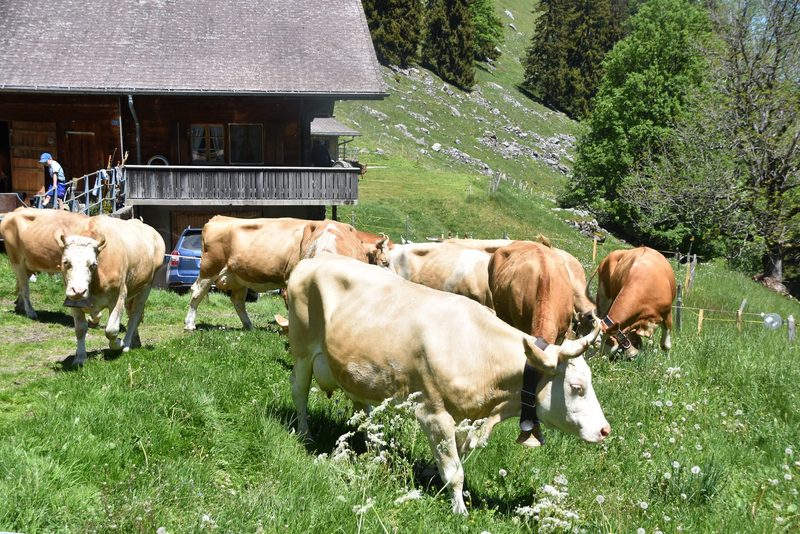 Ein Leben auf dem Berg: Der Alpaufzug in Reutigen ging unter die Haut