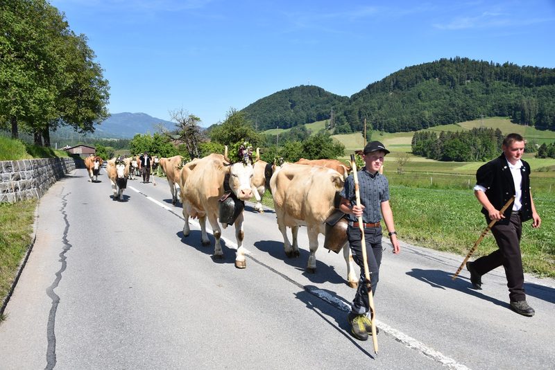 Ein Leben auf dem Berg: Der Alpaufzug in Reutigen ging unter die Haut