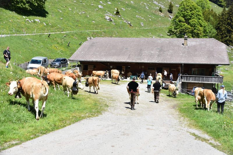 Ein Leben auf dem Berg: Der Alpaufzug in Reutigen ging unter die Haut