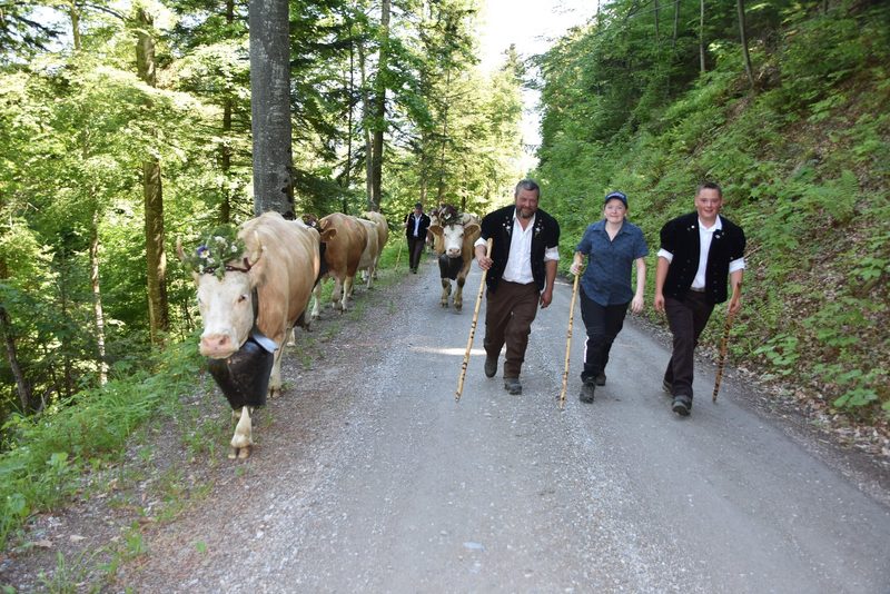 Ein Leben auf dem Berg: Der Alpaufzug in Reutigen ging unter die Haut