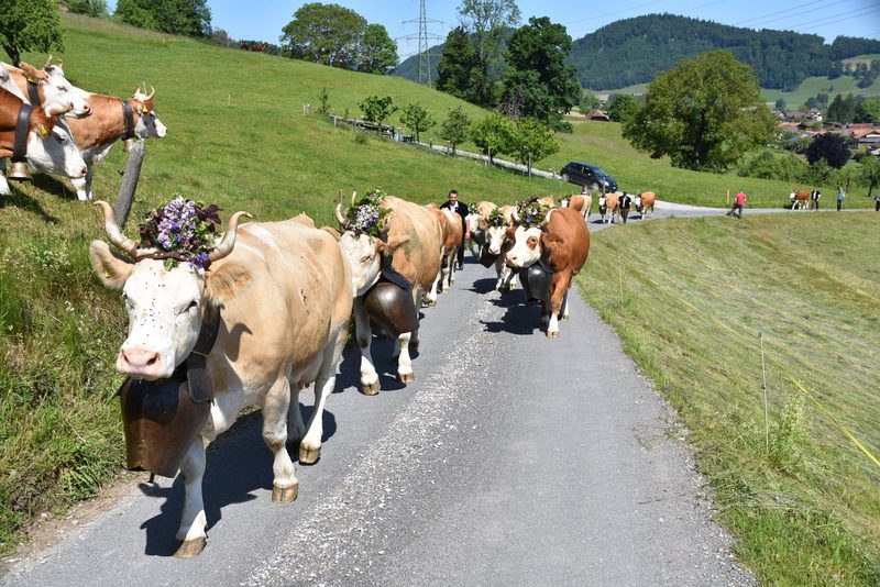 Ein Leben auf dem Berg: Der Alpaufzug in Reutigen ging unter die Haut