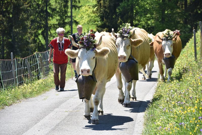 Ein Leben auf dem Berg: Der Alpaufzug in Reutigen ging unter die Haut