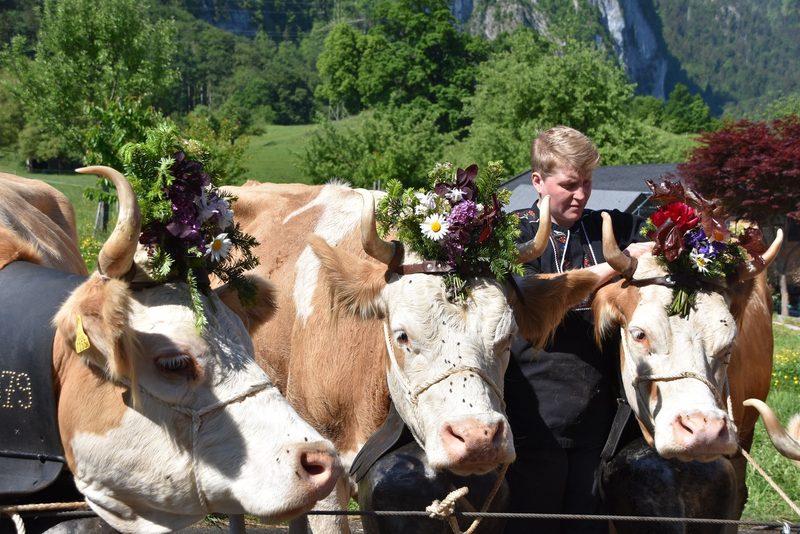 Ein Leben auf dem Berg: Der Alpaufzug in Reutigen ging unter die Haut