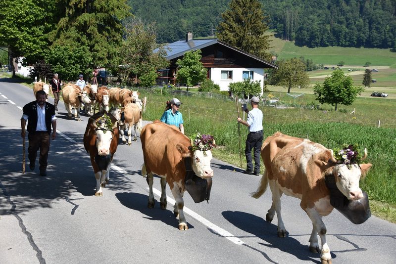 Ein Leben auf dem Berg: Der Alpaufzug in Reutigen ging unter die Haut