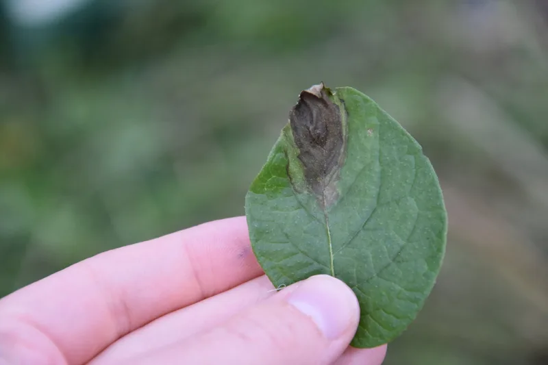 Ein Blatt einer Kartoffelpflanze mit einem braunen Fleck, dort, wo Befall mit Kraut- und Knollenfäule ist.