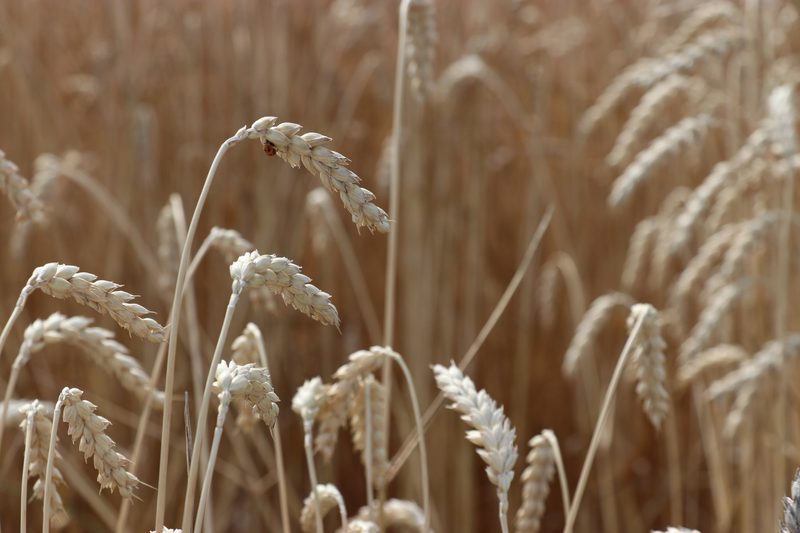 Ein Weizenfeld, kurz vor der Ernte