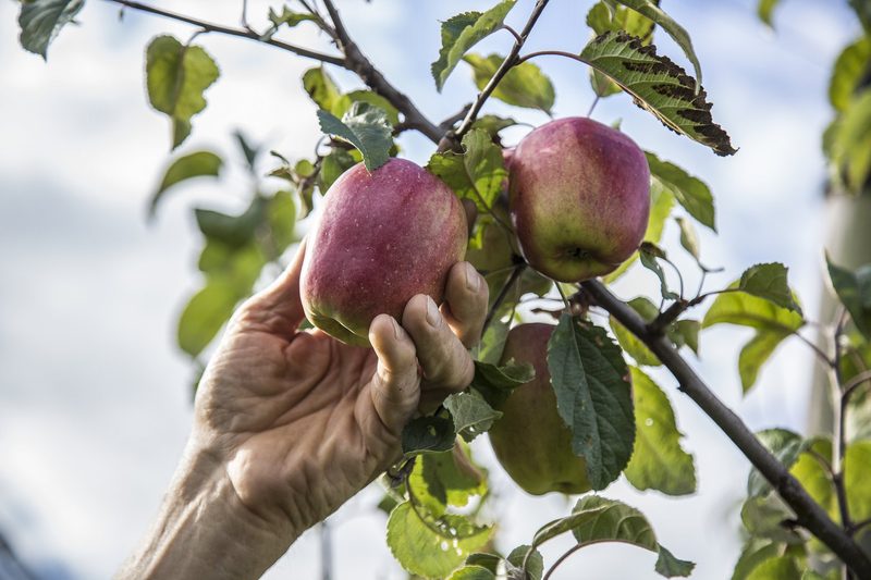 Eine Hand pflückt einen reifen Apfel von einem Niederstamm-Baum.