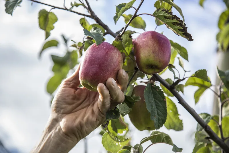 Eine Hand pflückt einen reifen Apfel von einem Niederstamm-Baum.
