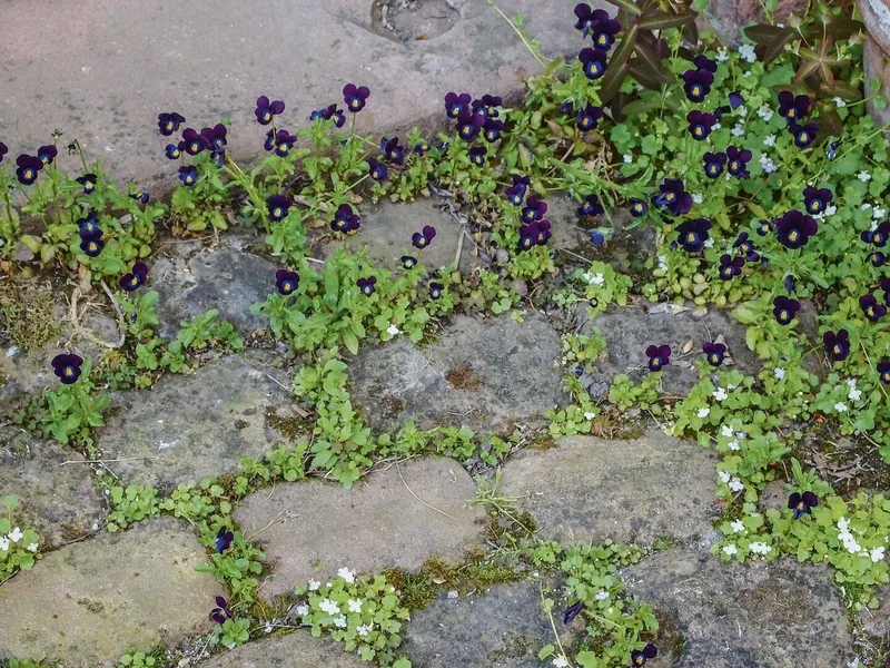 Robuste Augenweide: Diese kleinblütigen Hornveilchen blühen zwischen Trittsteinen.