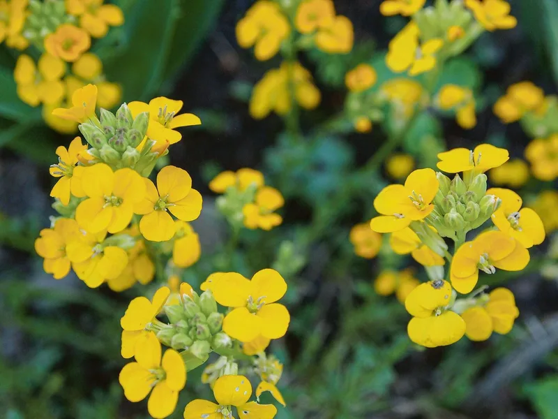 Die Zweijährigen: Blumen wie in Grosis Garten