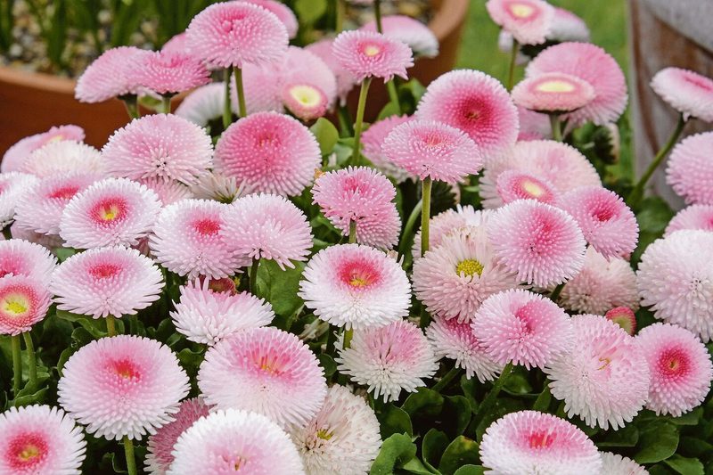 Von Bellis, dem Gänseblümchen, gibt es auch gefüllte Sorten in Rosa und Rot.