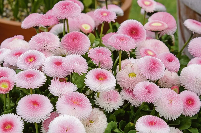 Von Bellis, dem Gänseblümchen, gibt es auch gefüllte Sorten in Rosa und Rot.