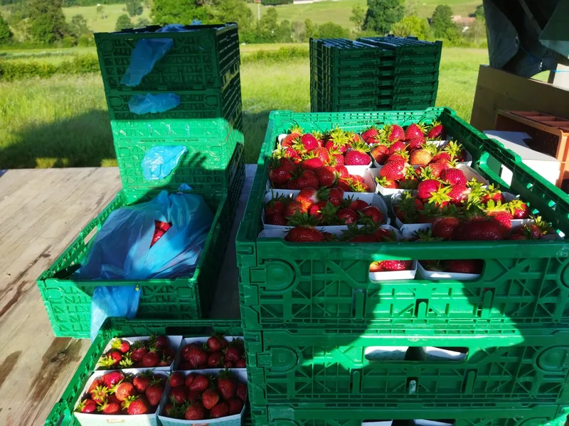 Erdbeeren auf Acker oder Plastik? Verschiedene Wege führen zur Köstlichkeit