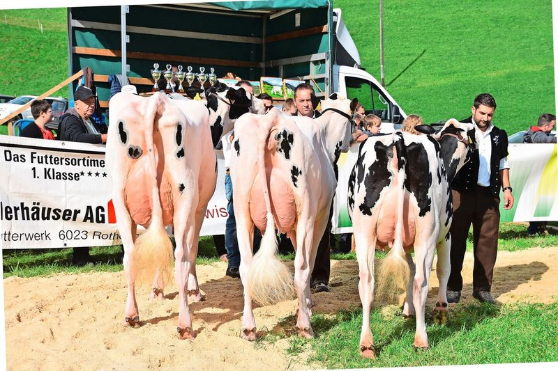 Die Cupsieger aus Oberei: Künzi’s Addison Hilaria, Oberli’s Tantum Brenixa und Montsofloz Showking Paprika (v. l. n. r.).
