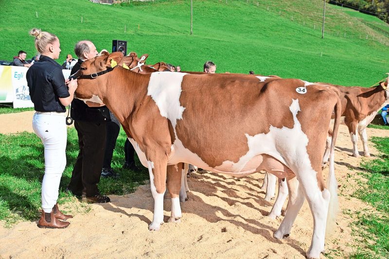 Sie siegte in der Klasse 5 der SF-Kühe: Gasser’s Tauron Leila von Peter Gasser aus Eggiwil.