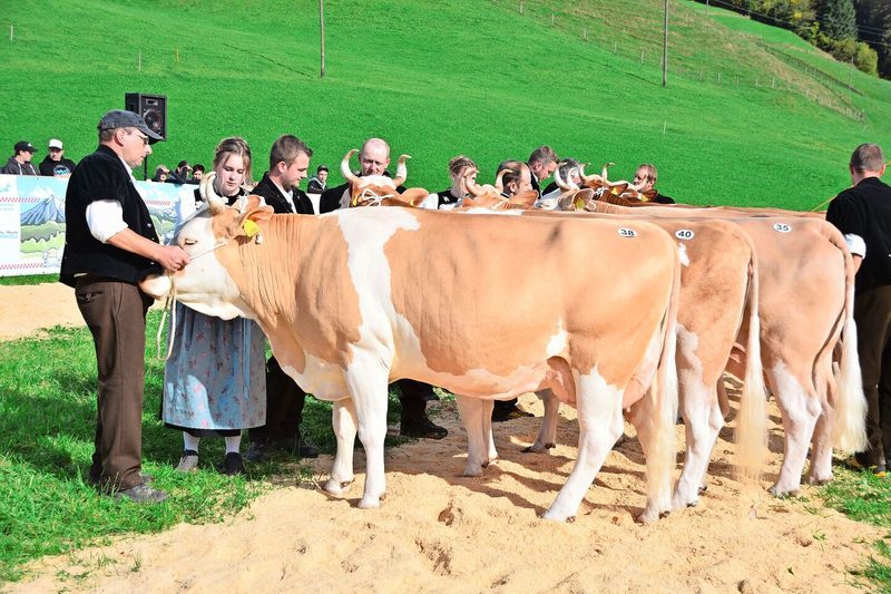 Die ältere Klasse der Simmentaler: 1. Fynn Kitta von Daniel Salzmann, Eggiwil; 2. Florin Benita von Hans Gerber, Schangnau.