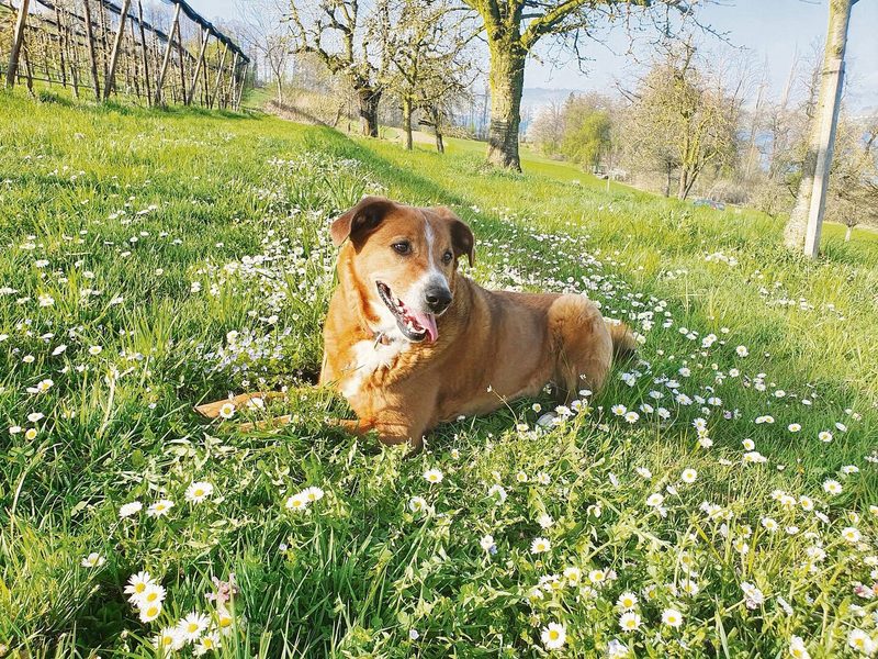 Ein «typischer» Hofhund: Der Appenzeller-Mischling Jimmi, der auf dem Hof von Autorin Lotti Baumann lebt.