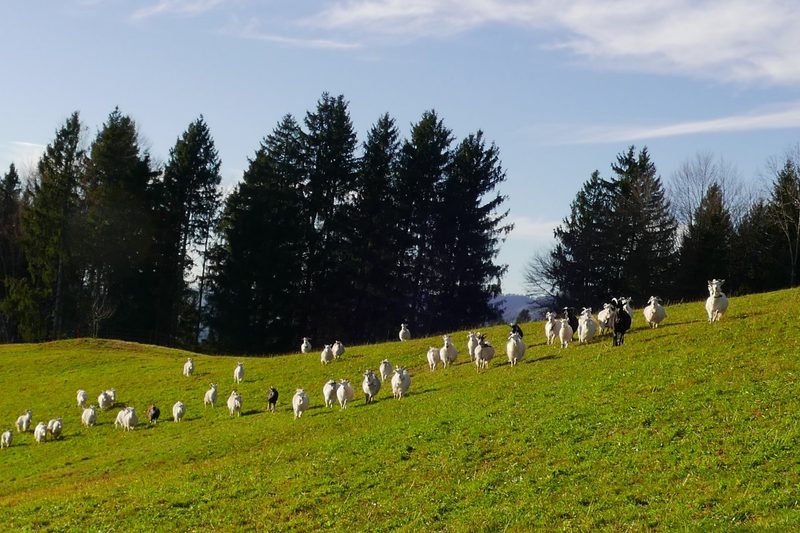 Nachhaltige Ziegenhaltung im Toggenburg: Die Kaschmirziegen von Ann-Kathrin und Johannes Sutter