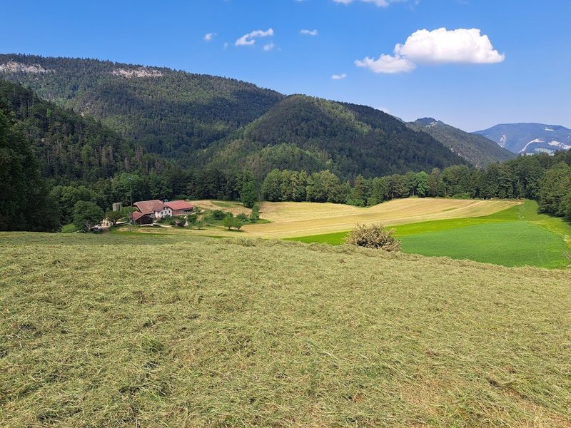 «Braunvieh bi dä Lüüt» findet diesen Mai im Berner Jura statt