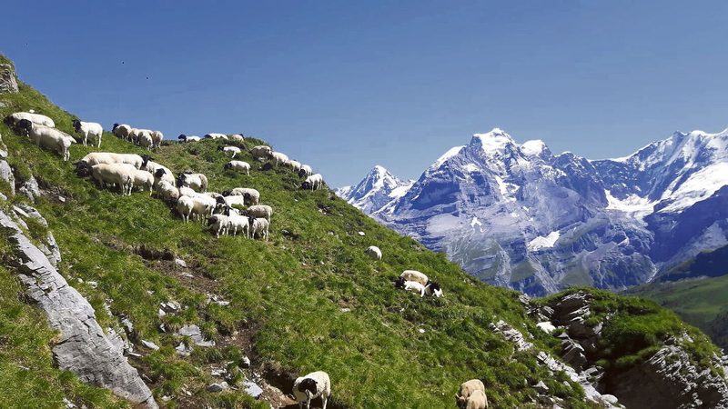 Die Dorper-Schafe werden im Sefinental unter dem Schilthorn gesömmert.