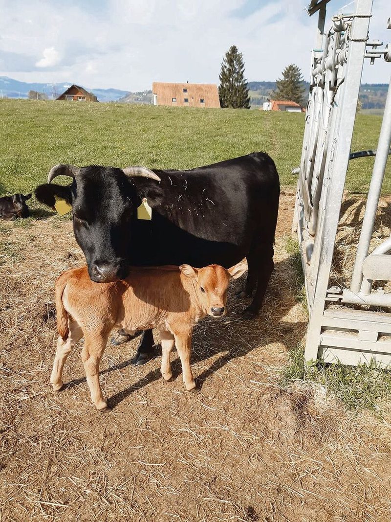 «Meine Chueli kommen mit kargen Verhältnissen zurecht», sagt der junge Landwirt über seine Tiere.