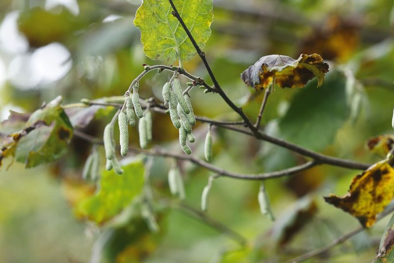 Haselkätzchen und bräunlich verfärbte Blätter: 2022 hat ein noch unbekannter Pilz die ganze Haselnuss-Ernte in der Schweiz vernichtet.