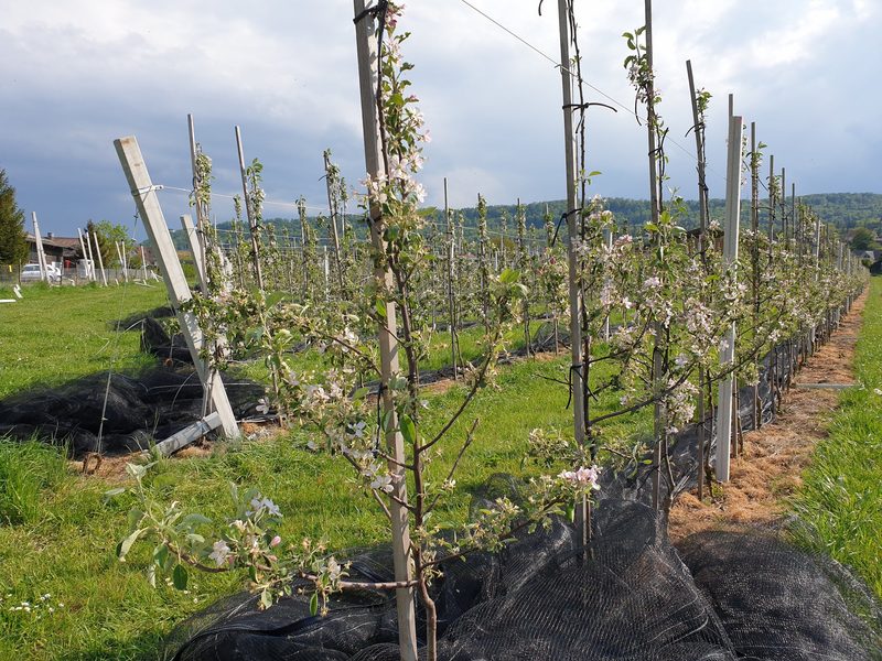 Unwetter zerstört neue Obstanlage im Aargau