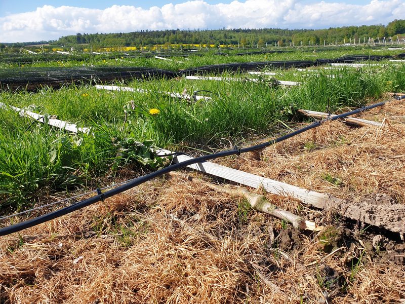 Unwetter zerstört neue Obstanlage im Aargau