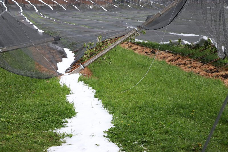 Unwetter zerstört neue Obstanlage im Aargau