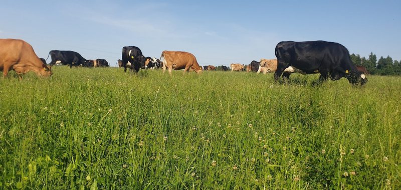 Mit durchdachtem Weidemanagement und Saison-Abkalbung erreichen Burgers mehr Effizienz