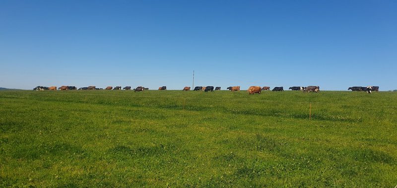 Mit durchdachtem Weidemanagement und Saison-Abkalbung erreichen Burgers mehr Effizienz