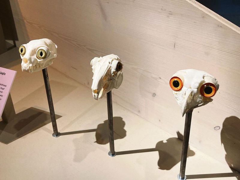 Im St. Galler Naturmuseum dreht sich alles um die Katze