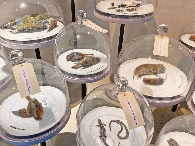 Im St. Galler Naturmuseum dreht sich alles um die Katze