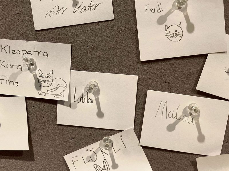 Im St. Galler Naturmuseum dreht sich alles um die Katze