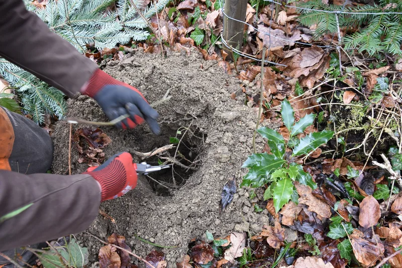 Hier ruhen die Toten: «Ein ‹Friedwald› ist die Alternative zum herkömmlichen Wald»