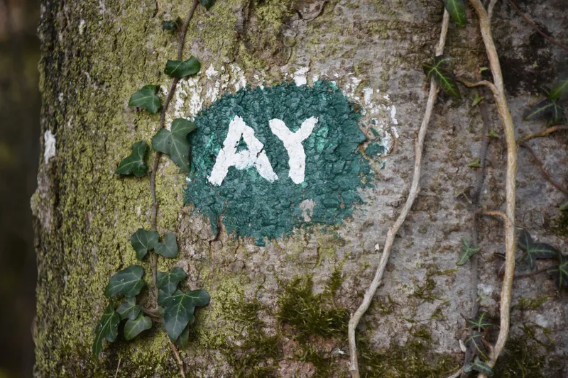 Hier ruhen die Toten: «Ein ‹Friedwald› ist die Alternative zum herkömmlichen Wald»