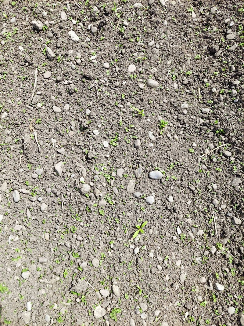 Die Unkrautentwicklung im gepflügten Teil war deutlich stärker als in der Mulchsaat. Gekeimt sind vor allem Ehrenpreis und Taubnesseln.