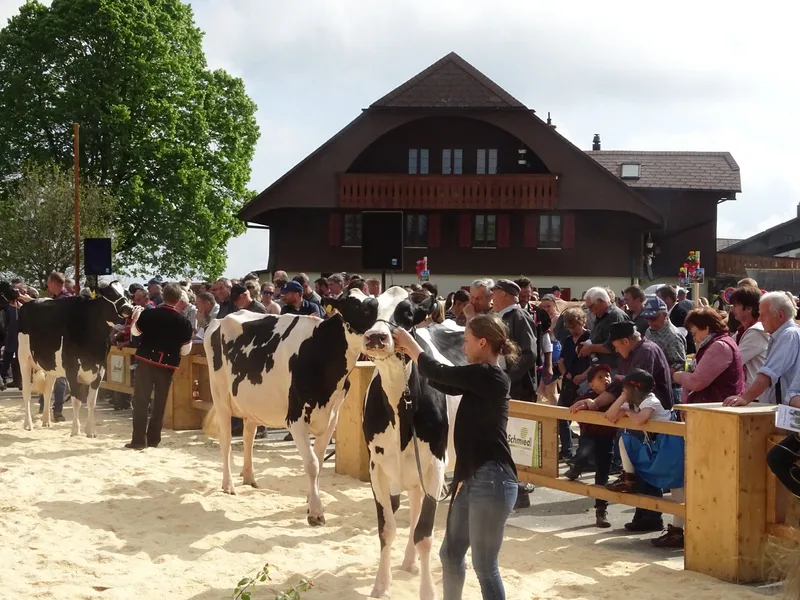 Fast jede Kuh an der Regionalviehschau in Riffenmatt ist eine Miss
