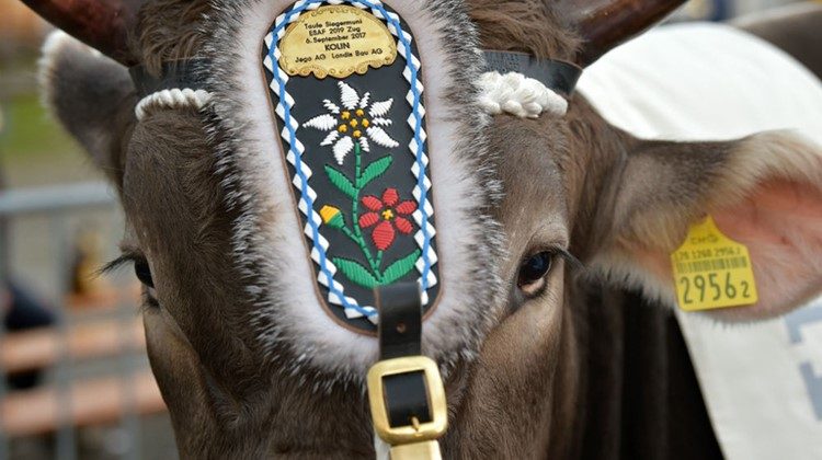ESAF in Zug: Stucki ist König!
