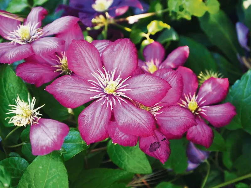 Clematis-Hybriden sind krankheitsanfälliger als Wildsorten. Die alte Hauptsorte 'Ville de Lyon' ist jedoch sehr gesund.