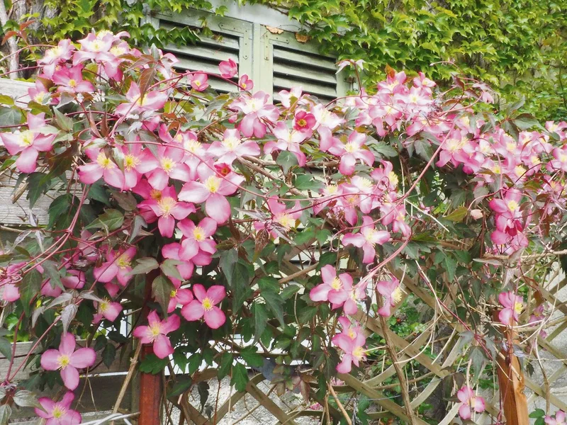 Clematis montana ist eine robuste und sehr wüchsige Art, einige Sorten sind duftend.