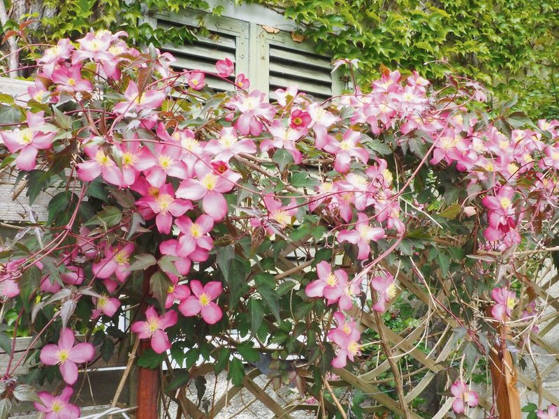 Clematis montana ist eine robuste und sehr wüchsige Art, einige Sorten sind duftend.
