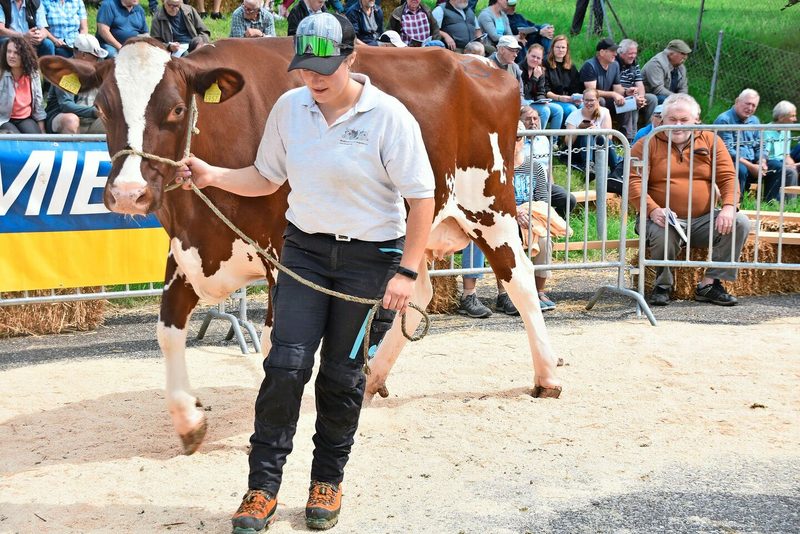 Die RH-Galtkuh Avatar Friska von Marcel und Maya Hunziker, Hemmiken, war einem Käufer 3800 Franken wert.