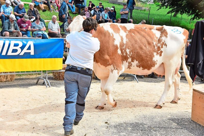 Die eindrückliche SF-Kuh Bader’s Florino Ahorn P von Thomas Bader aus Eptingen galt 4000 Franken.