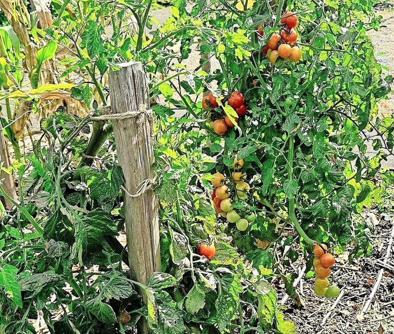 Damit man bis in den Herbst Tomaten ernten kann, sollten die Pflanzen nicht zu dicht gesetzt und laufend aufgebunden werden.