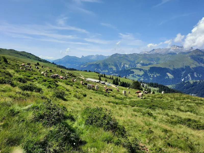 Es ist Halbzeit auf der Alp Valpun