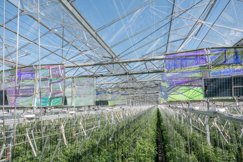 Agri-Photovoltaik: Solarmodul im Gewächshaus