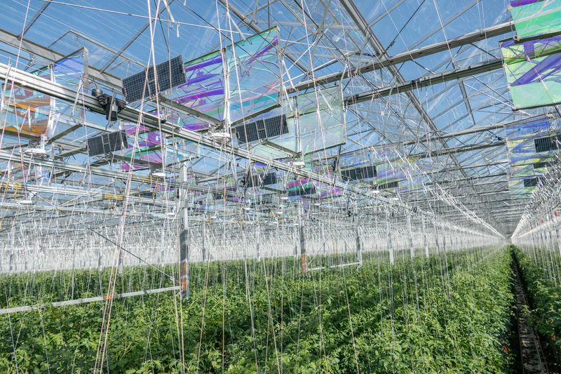 Agri-Photovoltaik: Solarmodul im Gewächshaus