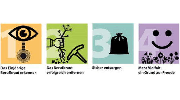 Invasive Neophyten: Jetzt gegen das Einjährige Berufkraut vorgehen
