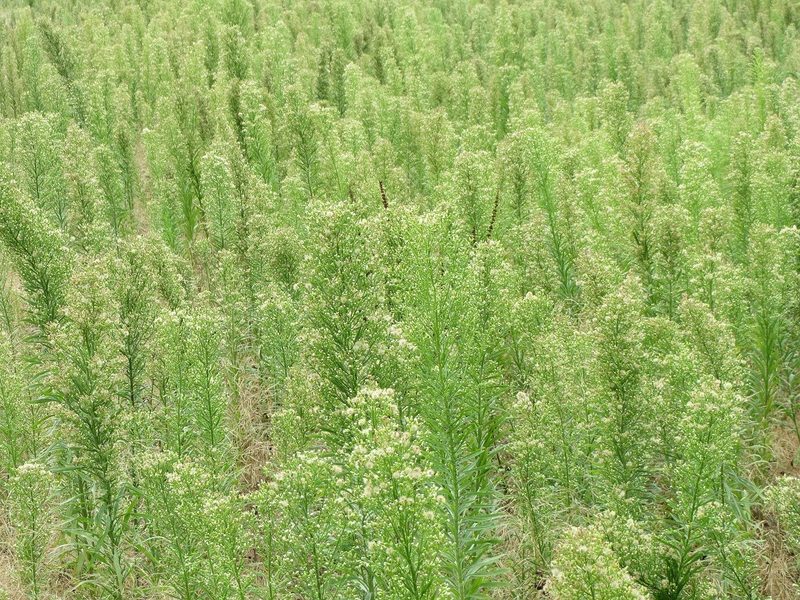 Invasive Neophyten: Jetzt gegen das Einjährige Berufkraut vorgehen
